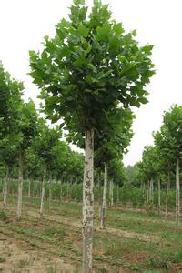 白蜡价格秋天树的根堆肥充值营养素