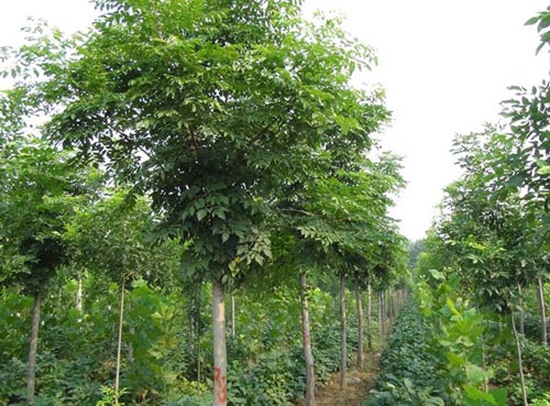 白蜡价格主要树种营养繁殖法