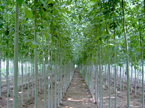 白蜡植物适宜生长在空气与湿润根系生长吸收