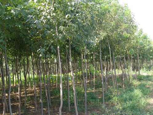 白蜡树木栽培能旺盛生长发育正常