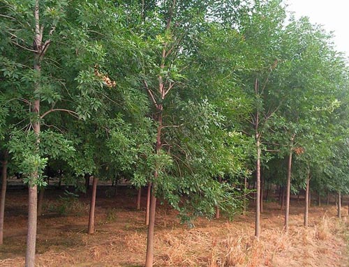 白蜡树种特性年龄环境条件有密切关系
