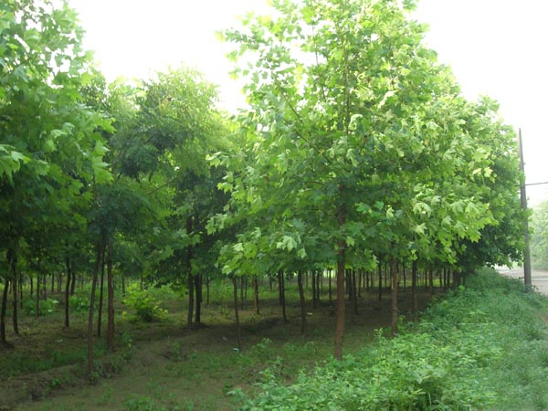 白蜡温室盆栽生产技术与养护管理要领