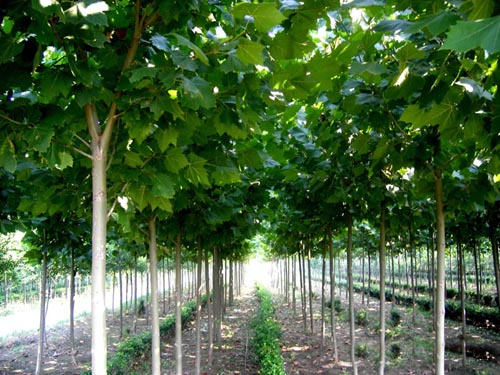 白蜡常绿藤本高达5m可培养成灌木