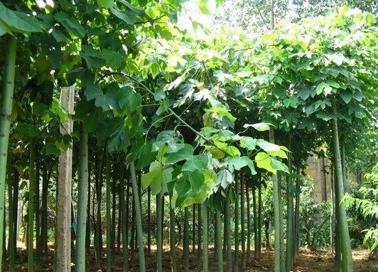 白蜡培育菠菜资源平台大全很好地适应造林地环境条件