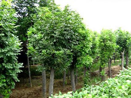 白蜡调整菠菜资源平台大全生产树种品种结构